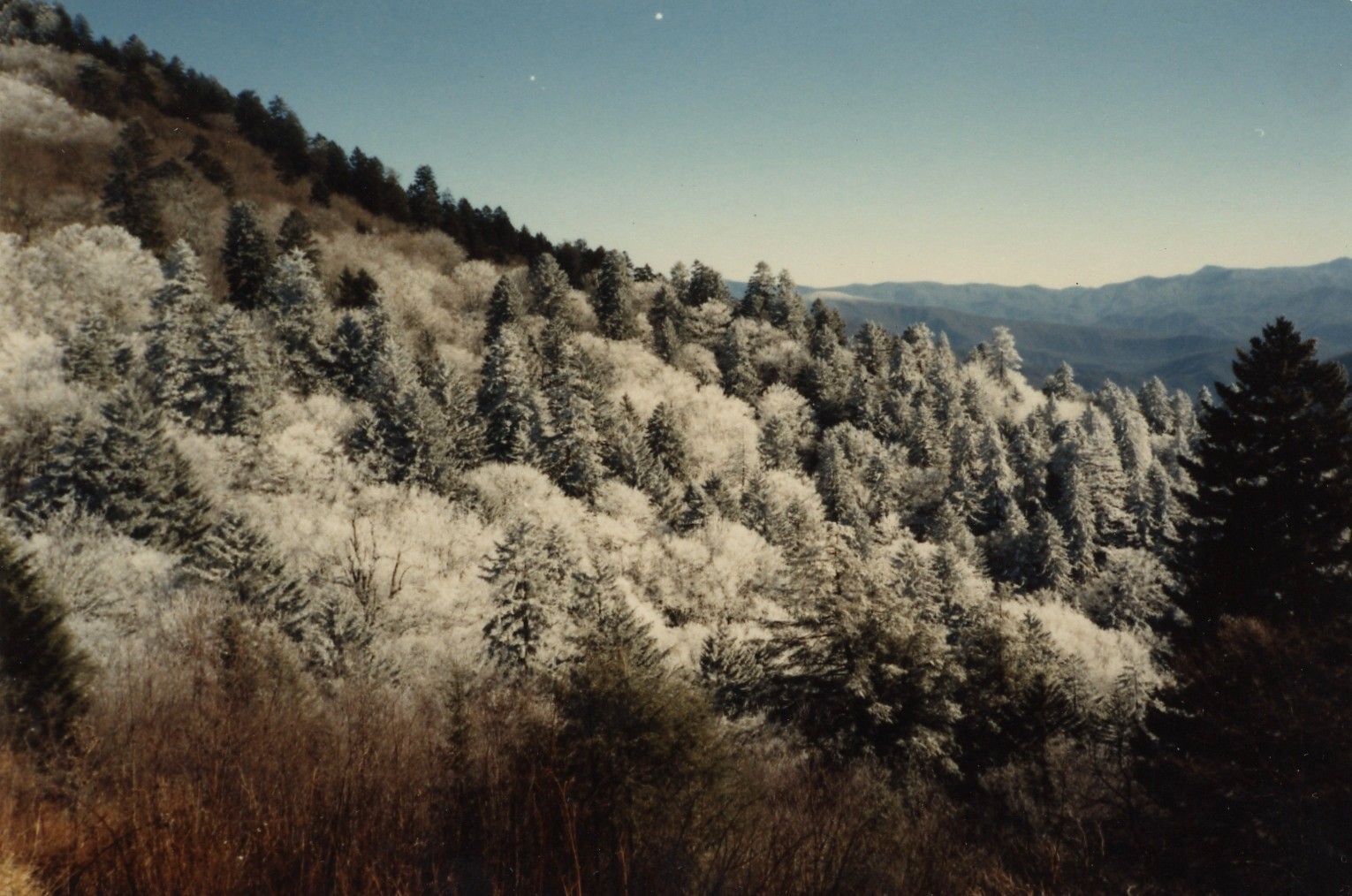 1981_c_smokies_iced_06.jpg