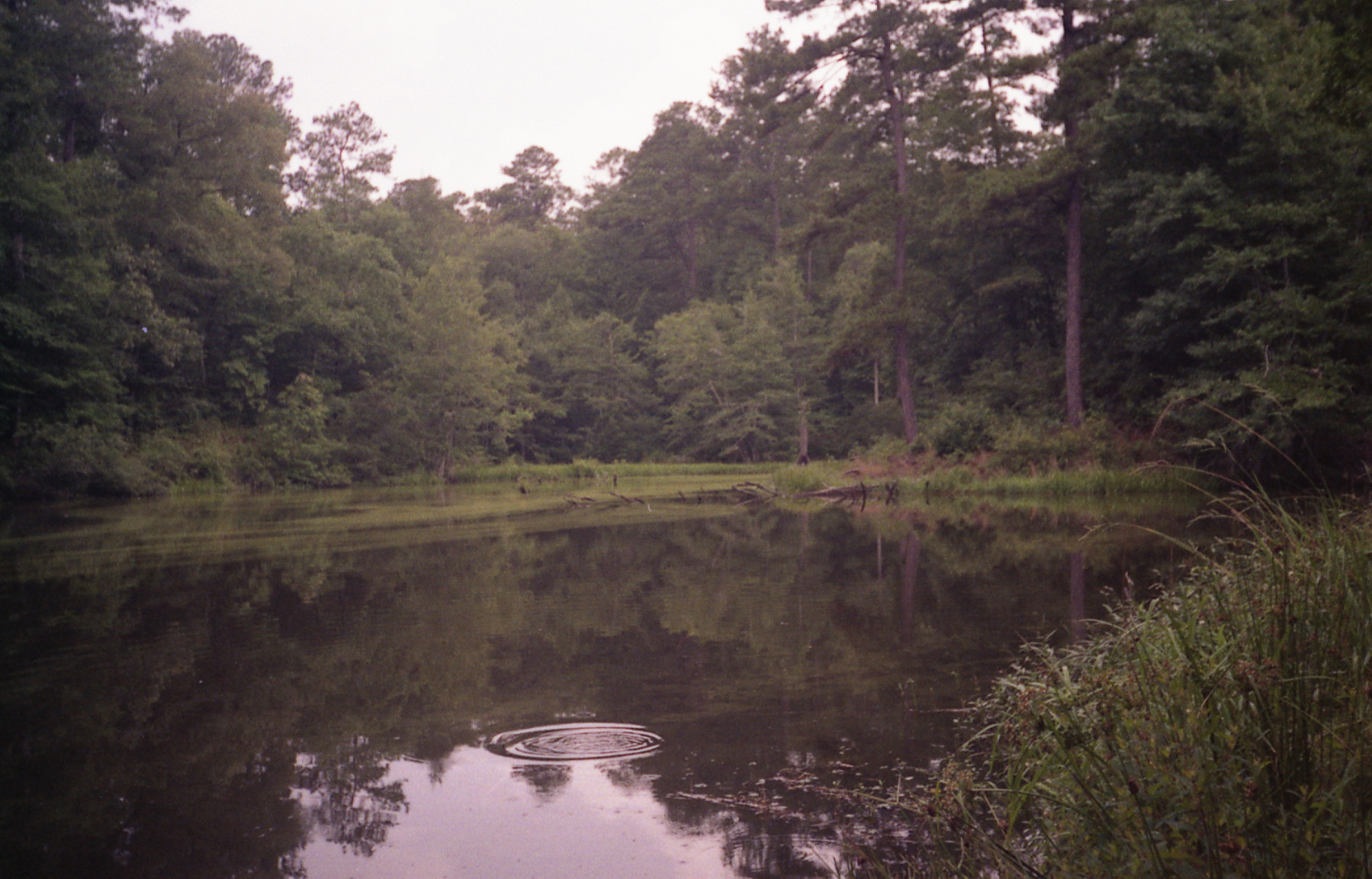 1991_natchez_06.jpg