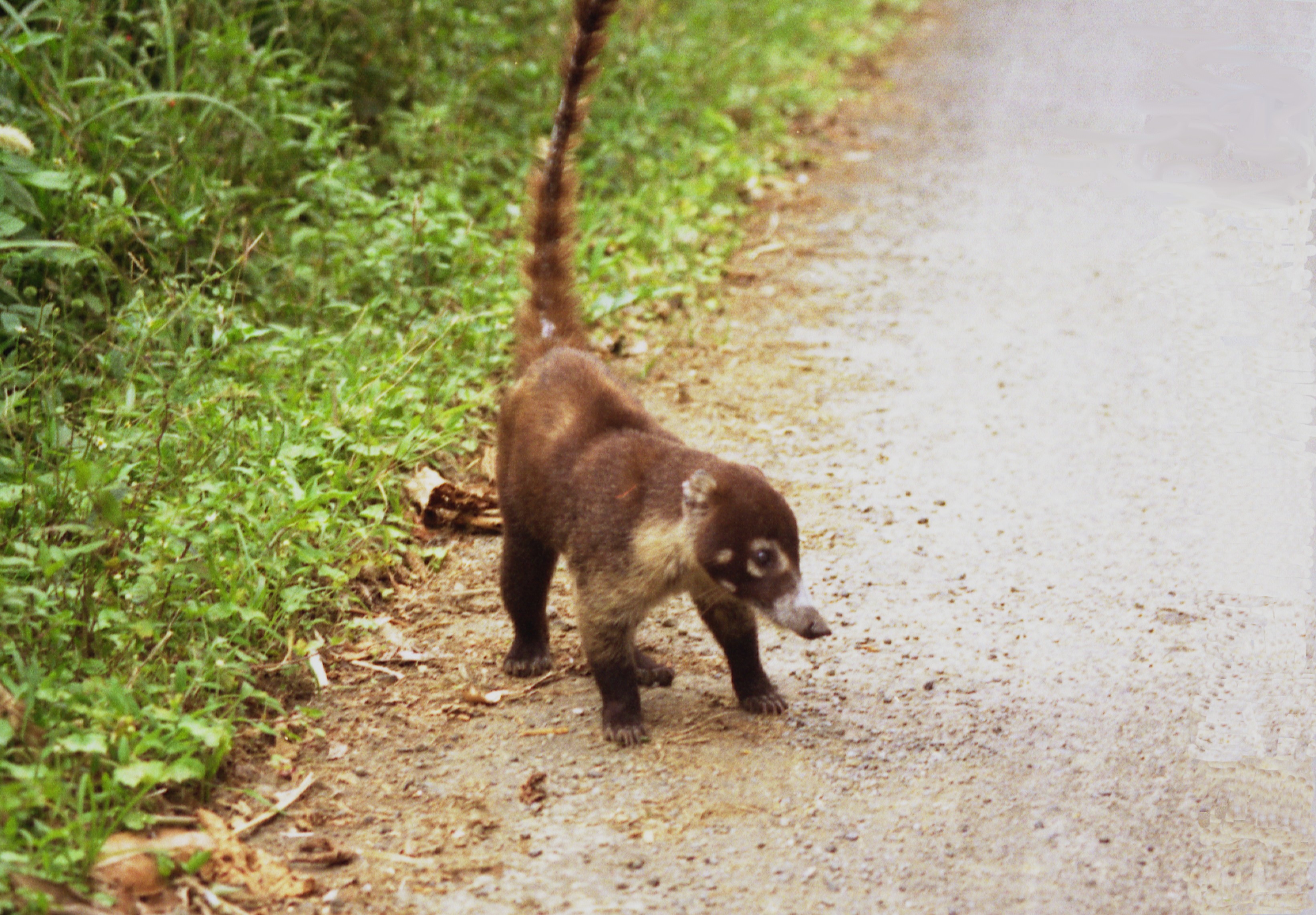 1997_costa_rica_02.jpg